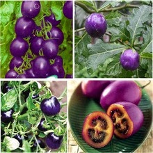 [MENTIRA%252013%2520Cherry-Purple-Tomato-Vegetable-Fruit-bonsai-for-DIY-Home-Garden-BZS0004.jpg_220x220%255B2%255D.jpg]