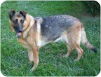 I concluded that people DO want to help -- they want to make a difference and are willing to make space in their homes, and most importantly in their hearts -- when the urgency is called to their attention. Above is Angel (Sterling, VA) who is awaiting the help of an Angel she can call her own. She is known to dispense kisses to everyone she meets! I concluded that people DO want to help -- they want to make a difference and are willing to make space in their homes, and most importantly in their hearts -- when the urgency is called to their attention. Above is Angel (Sterling, VA) who is awaiting the help of an Angel she can call her own. She is known to dispense kisses to everyone she meets!