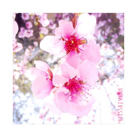 [Blossom%255B3%255D.png]