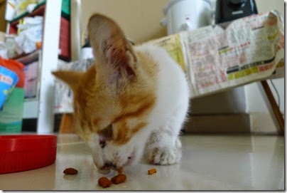found a cutie cat found a cutie cat