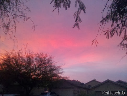 11-27-2013 Morning blush 11-27-2013 Morning blush