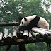 Chengdu Research Base of Giant Panda Breeding : panda