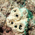 P2177486