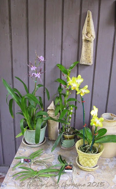 [02-08-val-orchids%255B5%255D.jpg]