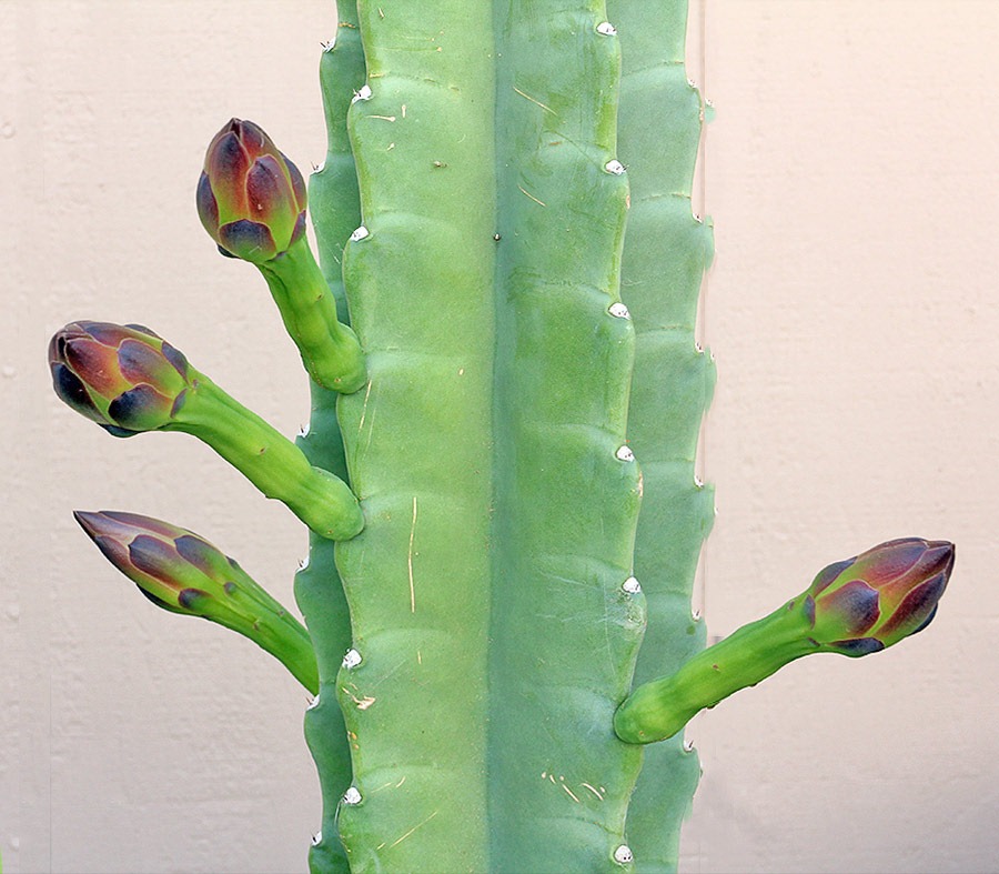 [110811_Cereus-hildmannianus-susp-hildmannianus_03%255B7%255D.jpg]