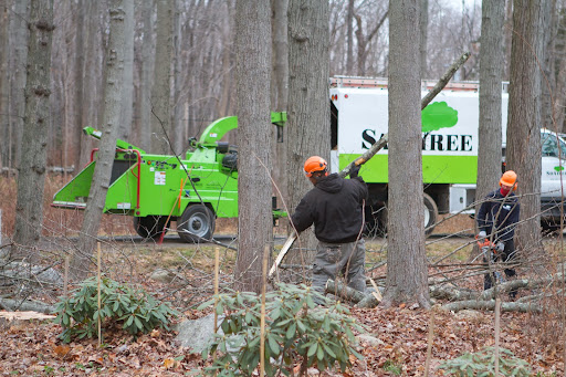 When he turns off his chainsaws, the men on the ground haul the branches to the wood chipper. Let's show The Glue Squad where all the wood chips go. When he turns off his chainsaws, the men on the ground haul the branches to the wood chipper. Let's show The Glue Squad where all the wood chips go.