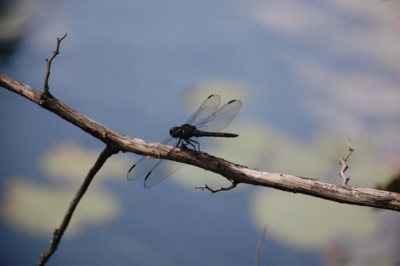 [Dragonfly%2520lilypad%255B2%255D.jpg]