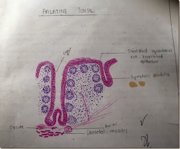Palatine tonsil  high resolution histology diagram
