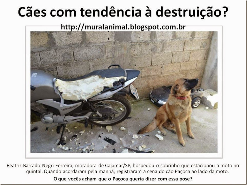 Cães com tendência à destruição