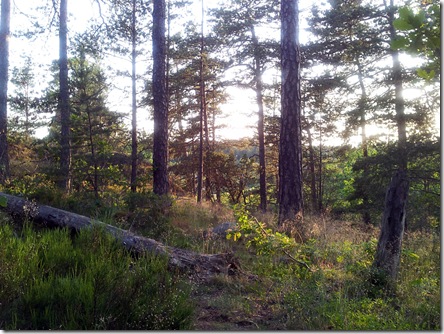 skogen skogen