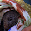 Bronson, The Baby Wombat In His "Pouch" - Hobart, Australia