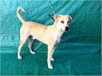 Tango. Macho joven. Cariñoso, juguetón