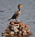 DSC_2039.JPG