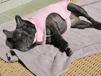 Oh, there she is!  And, oh my!  She looks as content as can be.