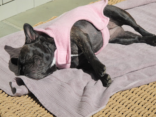 Oh, there she is!  And, oh my!  She looks as content as can be.