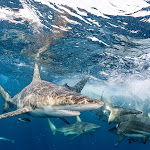 Oceanic black tip sharks