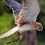 A Kestrel In Mid-Flight - Adelaide, Australia