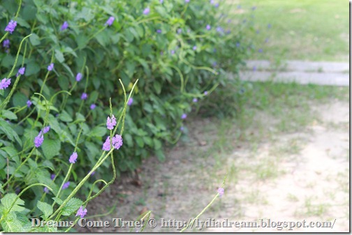 IMG_3142 IMG_3142