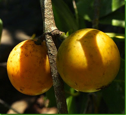 Garcinia buchanani