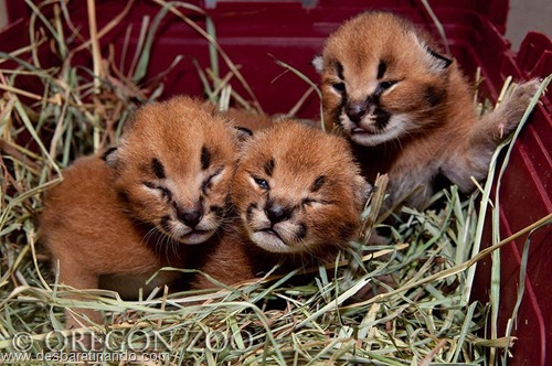 filhotes recem nascidos zoo zoologico desbaratinando animais lindos fofos  (27)