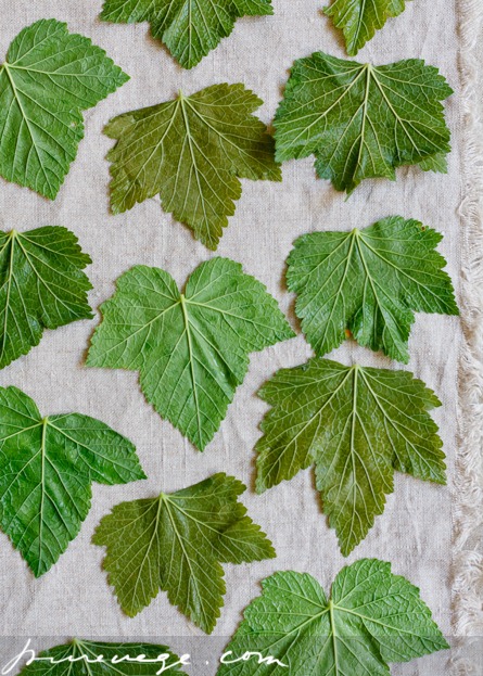 [3Dolmades%255B2%255D.jpg]