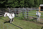 Oh Sharkey, I'm afraid we, donks, have been eating too much - especially me!  That's why I'm sequestered in this little pen, away from Rufus and Clive.  I've been eating way too much grass and have put on too much weight.