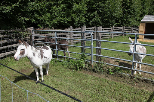 Oh Sharkey, I'm afraid we, donks, have been eating too much - especially me!  That's why I'm sequestered in this little pen, away from Rufus and Clive.  I've been eating way too much grass and have put on too much weight.