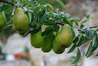 Pears - kitchen garden