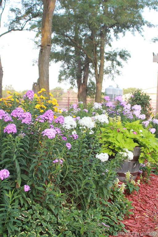 [flowers6%255B6%255D.jpg]
