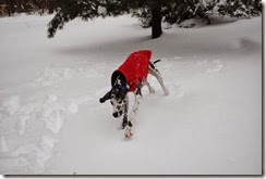 DSC_0036 DSC_0036