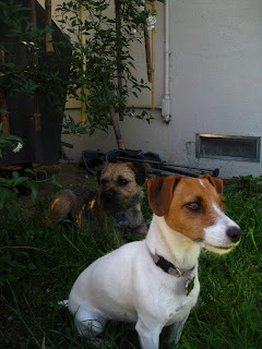 They look so small, innocent and harmless!