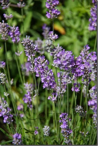 lavendel lavendel