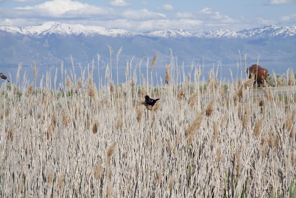 Bird in Rushes with Bison and Mountains in Distance.jpg Bird in Rushes with Bison and Mountains in Distance.jpg
