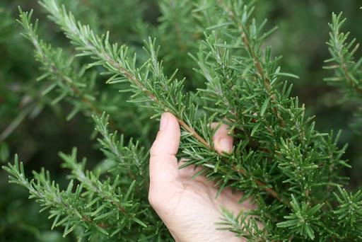 Fresh rosemary