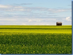 8723 Alberta Trans-Canada Highway 1 - canola field