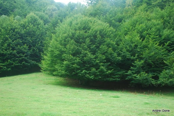 74.jpg