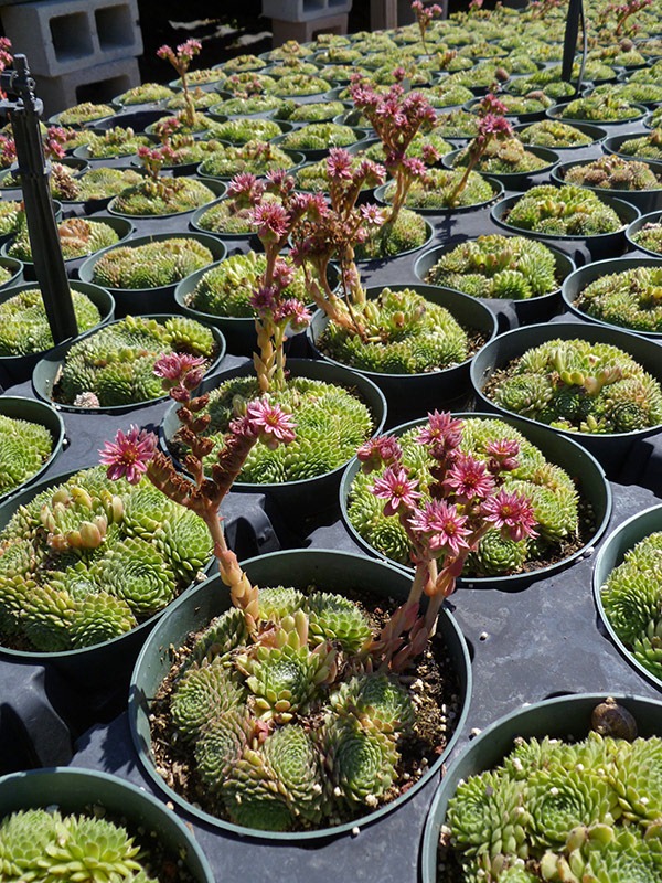 [111001_succulent_gardens_sedums_in_f%255B5%255D.jpg]