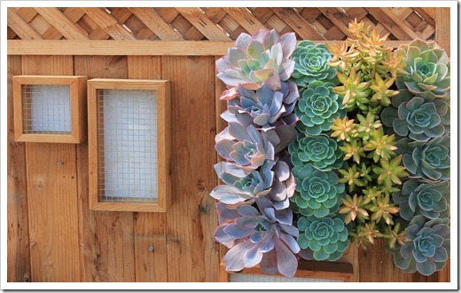 120928_SucculentGardens_frames-for-cuttings