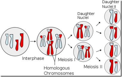 500px-Meiosis_Overview.svg