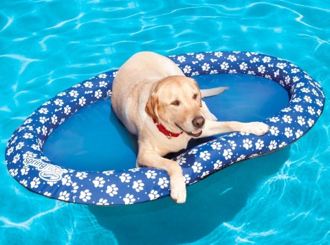 [dog-pool-float-650x482%255B5%255D.jpg]