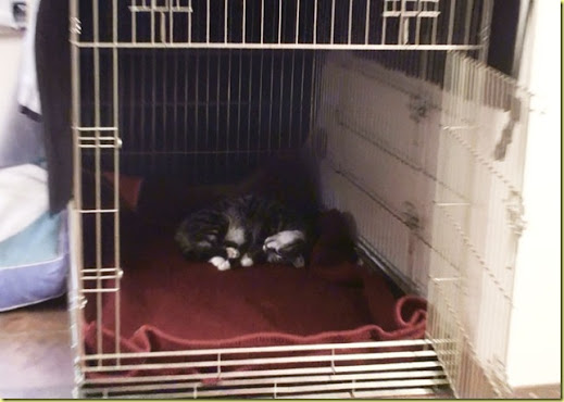 Katze2