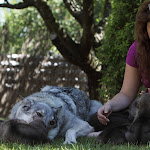 Z Devinskej C 2012_0113.JPG