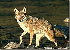 coyote2_1