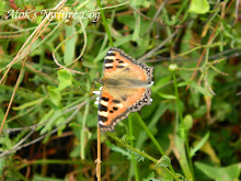 Nymphalidae%25252c%252520aglais%252520cashmirensis%25252c%252520indian%252520tortoiseshell