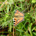 Nymphalidae%25252c%252520aglais%252520cashmirensis%25252c%252520indian%252520tortoiseshell