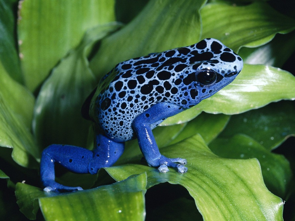 [blue-poison-dart-frog%255B2%255D.jpg]