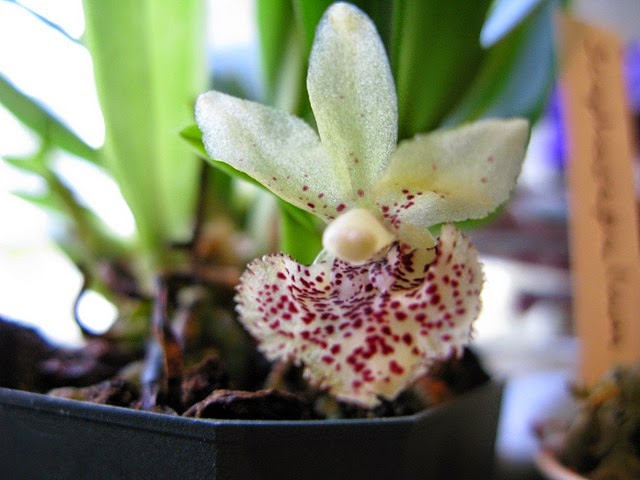 [OR%2520Kefersteinia%2520pellita%255B3%255D.jpg]