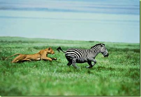 cheetah-chasing-zebra