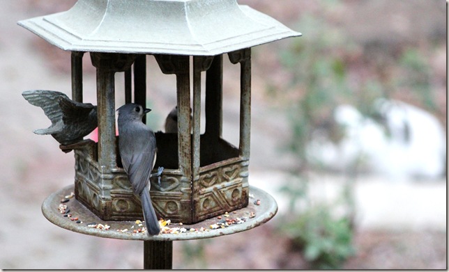 Titmouse looks like telling a secret