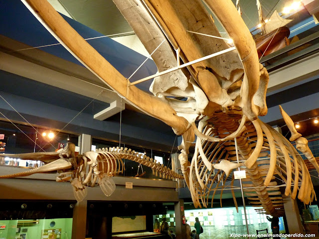 esqueletos-cetaceos-santander.JPG